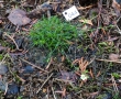 Minuartia plants in the Botanical garden already started to be flowering