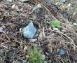 Minuartia plants flourish well on the rocks in private gardens