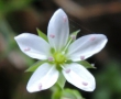 Endemic sandwort returning back to nature