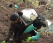 Soft sandwort, hard work – video from action