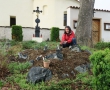 Plants from Hrnčíře population planted on rocks in gardens