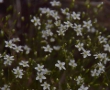 Population of Minuartia growing as a result of the project interventions